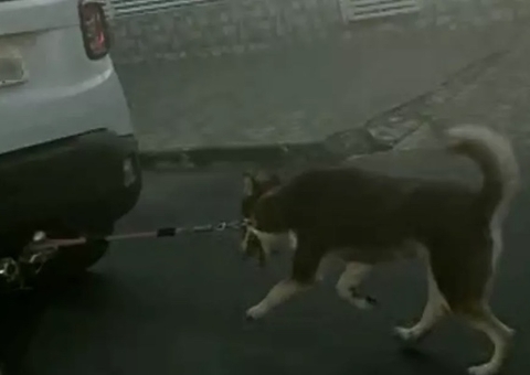 Vídeo: Cachorro é obrigado a correr amarrado em carro para não ser arrastado