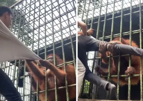 Homem se desespera ao ser agarrado por orangotango em zoológico; vídeo 
