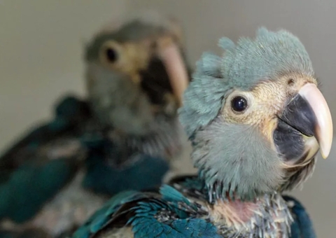 Extintas há 22 anos, oito Ararinhas-azuis são soltas no Brasil