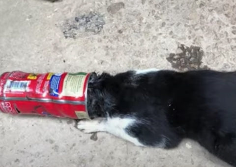 Gato fica com a cabeça presa em lata de Nescau 