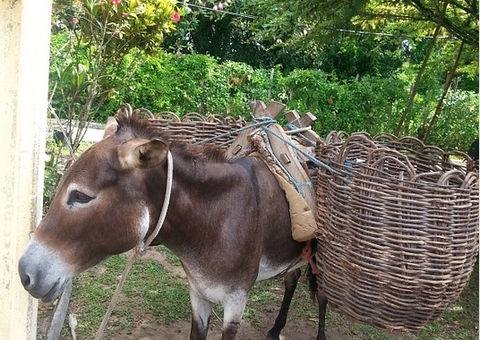 ONG faz campanha nacional para acabar com abate de jegues