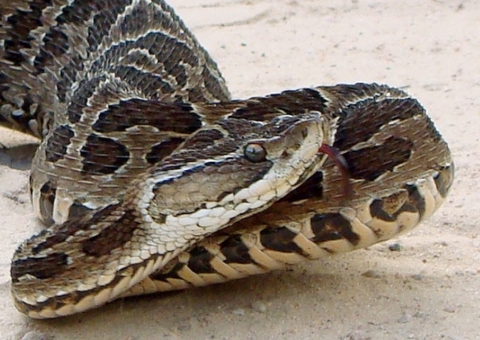 Idosa é picada por cobra jararaca e vai parar na UTI