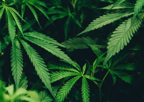 STJ autoriza plantio de maconha para uso medicinal, em decisão inédita 