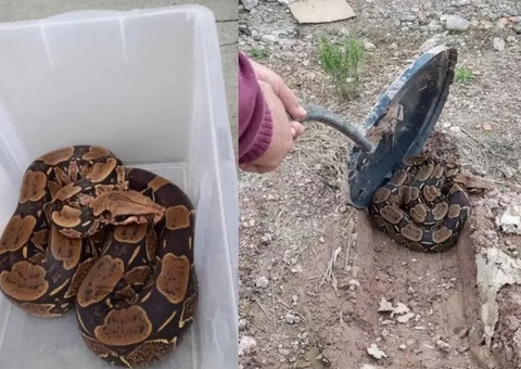 Jiboia de 2 metros é capturada em pátio de empresa