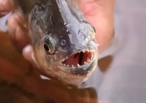 É possível ser devorado por piranhas? Entenda