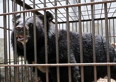 Mulher descobre que criava urso ao invés de cachorro após 2 anos 