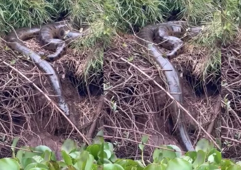 Sucuri gigante é vista entrando em rio após 'banho de sol'