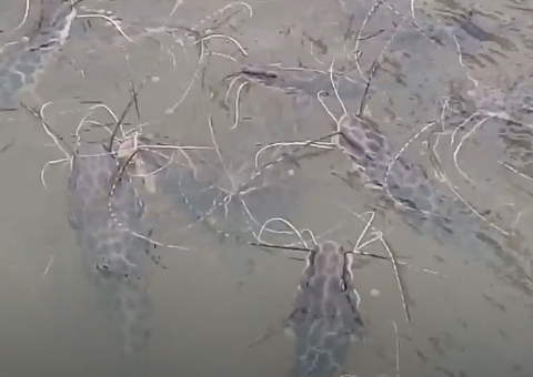 Pesca do peixe surubim passa a ser proibida no Brasil