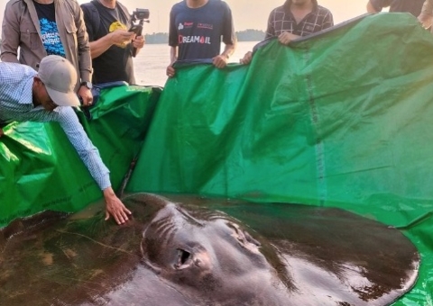 Raia gigante com cerca de 300 kg é encontrada em rio  