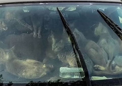 Polícia resgata 47 gatos que moravam em carro nos EUA