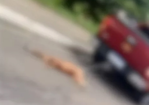 Laudo aponta que cadela arrastada por picape em Manaus ainda estava viva