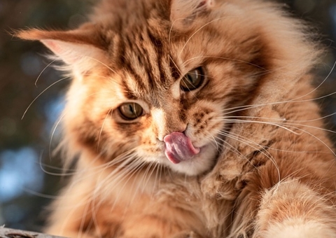 Mulher é devorada por seus 20 gatos de estimação na Rússia  