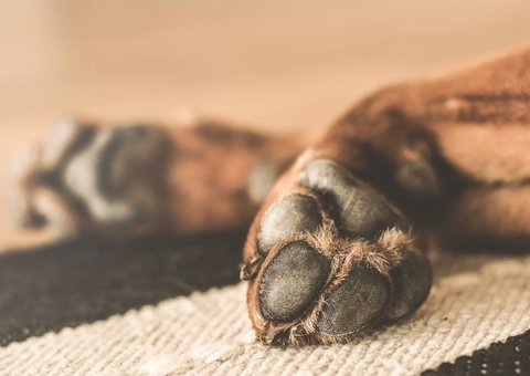 Homem será indenizado por veterinária que causou morte de cadela