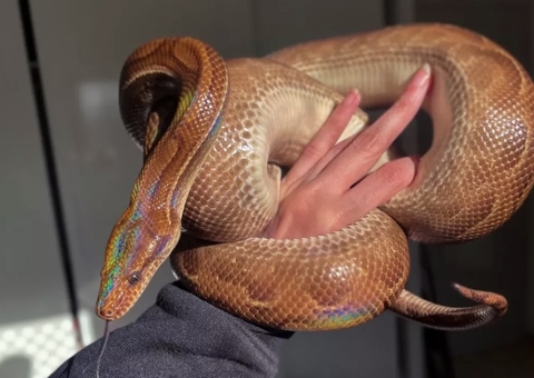 Mulher pede ajuda para encontrar cobra desaparecida; veja como ajudar