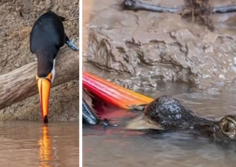 Tucano vai beber água em rio, mas acaba comido por jacaré
