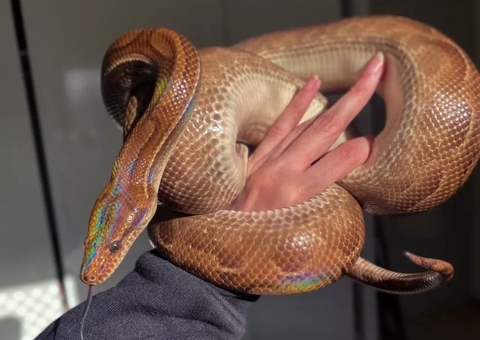 Mulher acha cobra dentro de fogão de casa: 'O Sylas foi encontrado'