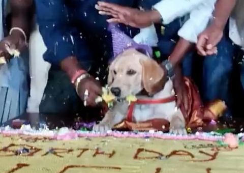 Cachorro ganha festa de aniversário com 5 mil convidados 