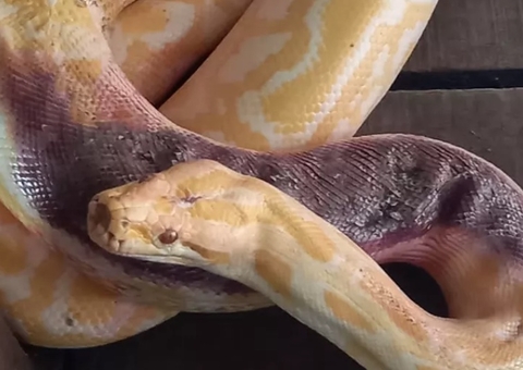 Píton é deixada em frente de zoo com garrafa de cachaça e bilhete 