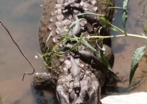 Jacaré fêmea é flagrada com 11 filhotes sobre ela durante banho de sol 