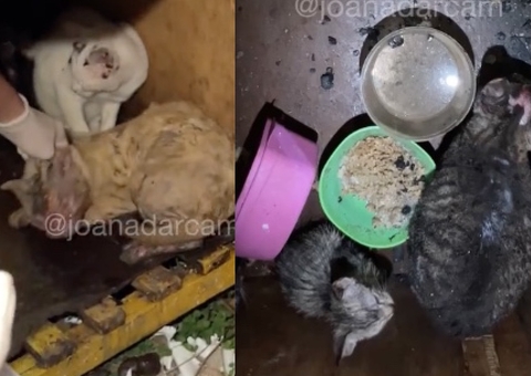 Doze animais foram resgatados de incêndio que atingiu casa em Manaus