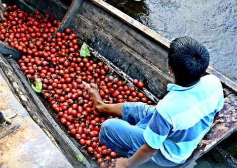 Frutos da Amazônia como açaí, tucumã e buriti são os mais pesquisados no País