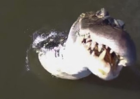 Vídeo impressionante mostra jacaré ‘saltando’ de rio e abocanhando drone de R$ 7 mil