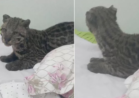 Susto: homem encontra jaguatirica na cama do filho após deixar janela aberta