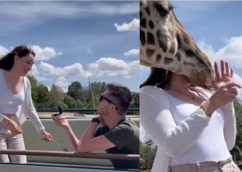 Girafa atrapalha pedido de casamento e manda noiva para hospital após cabeçada