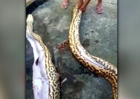 Homem é preso após divulgar vídeo matando sucuri gigante para fazer moqueca