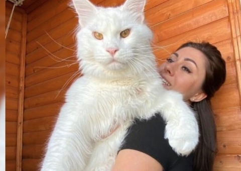 Gato gigante tem tamanho de criança de 2 anos e faz sucesso na internet