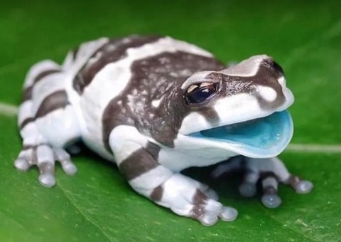 Com boca e ossos azuis, perereca amazônica é vendida como pet no exterior