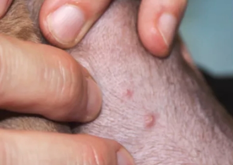 Primeiro caso de Varíola dos Macacos em cachorro é registrado na França