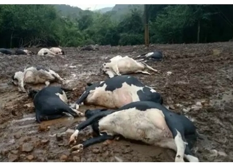 19 vacas leiteiras e peixes morrem após descarga elétrica em fazenda