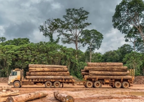 Exploração de madeira na Amazônia está concentrada em 2% das espécies, aponta estudo