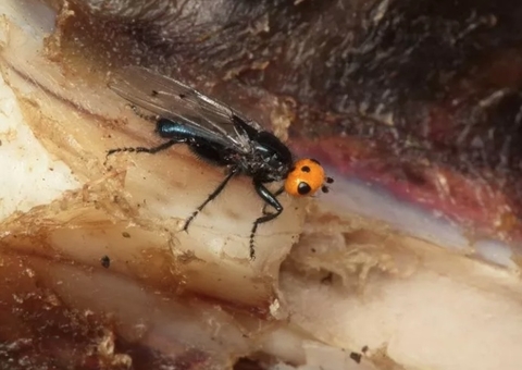 Moscas carnívoras são encontradas em parque após serem consideradas extintas