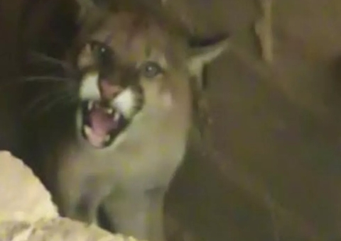 Onça invade hospital e resgate demora mais de duas horas