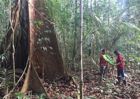 Falta de fósforo nos solos limita crescimento da floresta amazônica, revela estudo