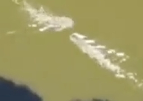 Vídeo: Jacaré de 3,5 metros abocanha triatleta e drone flagra tudo