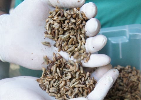 Larvas de inseto viram ração para peixes no Amazonas