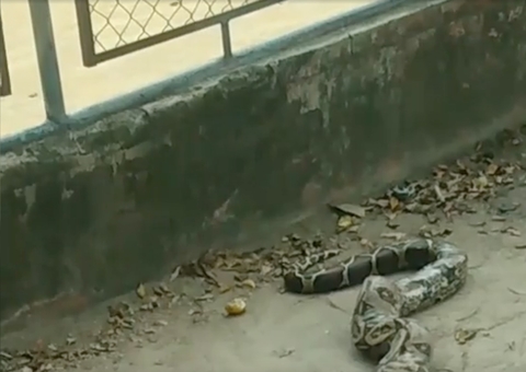 Jiboia aparece em campo de futebol e assusta moradores em Manaus; vídeo