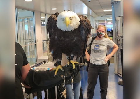 Prestes a embarcar em avião, águia é revistada em aeroporto; veja vídeo