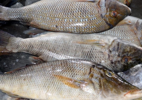 Semana do Pescado incentiva consumo de peixe no país