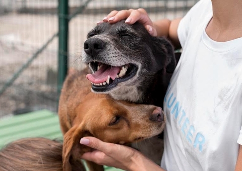 Cães e gatos resgatados serão doados durante ação neste sábado em Manaus