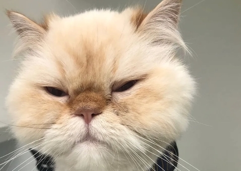 Gato precisa passar por cirurgia no Brasil após engolir 27 laços