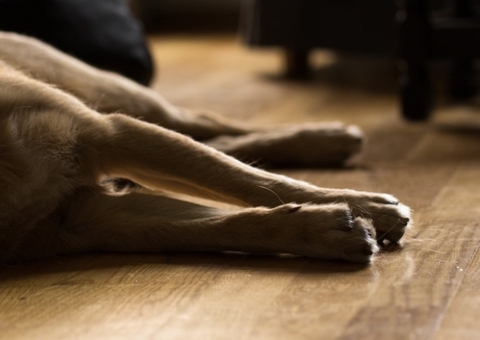 Ministério interdita fábrica de petiscos após morte de cachorros