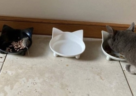 Gata ‘vegetariana’ viraliza por se tornar amiga e dividir comida com rato