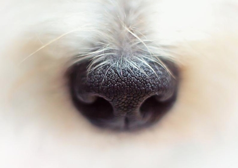 Mais de 50 cães podem ter morrido depois de comer petisco