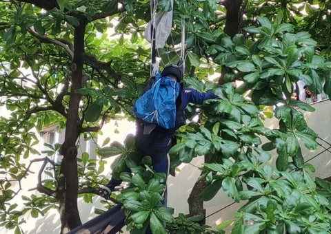 Paraquedistas despencam sobre árvores após acidente