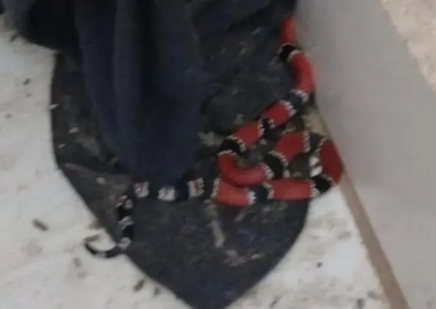 Homem encontra cobra mais venenosa do Brasil na sala de casa