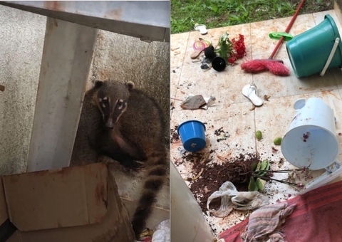 Cerca de 50 quatis invadem casa e comem pães, 4kg de bacon e 2kg de banha de porco